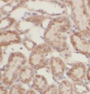 FAM20C Antibody - BSA Free