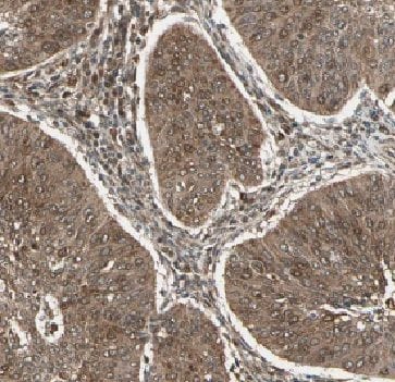 FAM168B Antibody - BSA Free