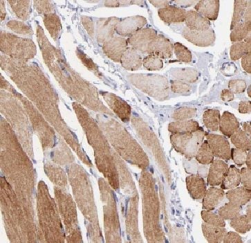 FAM13A Antibody - BSA Free
