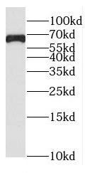 FAM13A Antibody - BSA Free