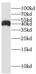 CXX1 Antibody - BSA Free