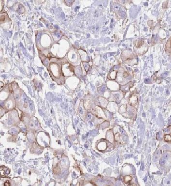 CXX1 Antibody - BSA Free