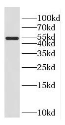 FAM124B Antibody - BSA Free