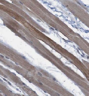 FAM120A Antibody - BSA Free