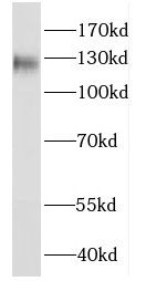 FAM120A Antibody - BSA Free