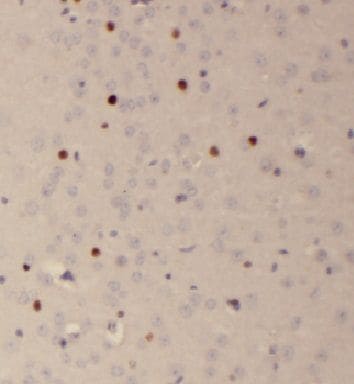 FAM118B Antibody - BSA Free