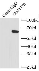 FAM117B Antibody - BSA Free