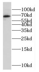 FAM116B Antibody - BSA Free