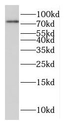 FAM114A1 Antibody - BSA Free