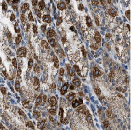 FAM101A Antibody - BSA Free