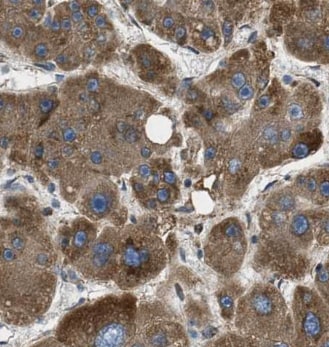Factor XII heavy chain Antibody (4E7) - BSA Free