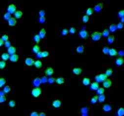 EMR1 Antibody - BSA Free
