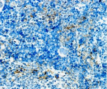 EMR1 Antibody - BSA Free
