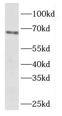 EYA4 Antibody - BSA Free