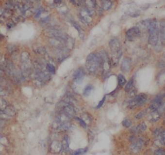 Ext2 Antibody - BSA Free