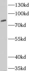 Ext2 Antibody - BSA Free