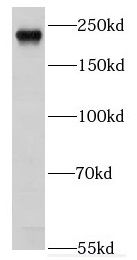 EXPH5 Antibody - BSA Free