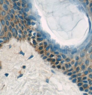 EXPH5 Antibody - BSA Free