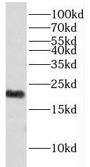 Exosome component 1 Antibody - BSA Free
