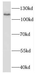 EXOC6 Antibody - BSA Free
