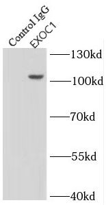 SEC3 Antibody - BSA Free