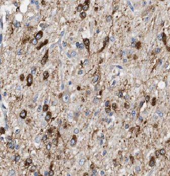 SEC3 Antibody - BSA Free