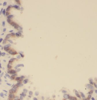 EVI2B Antibody - BSA Free