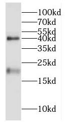 TXNDC12 Antibody - BSA Free