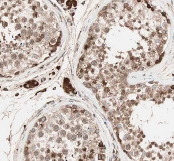 HEXO Antibody - BSA Free