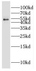 ERGI3 Antibody - BSA Free