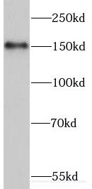 CSB Antibody - BSA Free