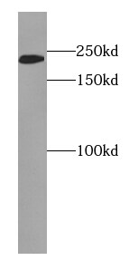 EVPL Antibody - BSA Free