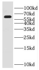 ENPP-4 Antibody - BSA Free