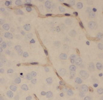 ENPP-4 Antibody - BSA Free