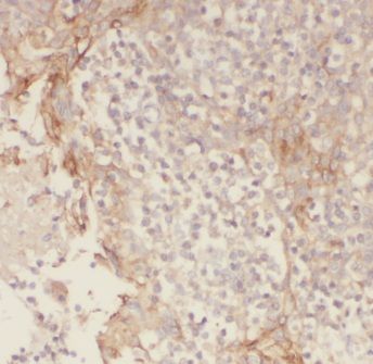 CNOX Antibody - BSA Free