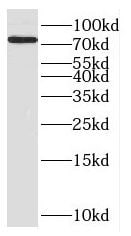 CNOX Antibody - BSA Free