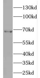 ENC1 Antibody - BSA Free