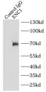 ENC1 Antibody - BSA Free