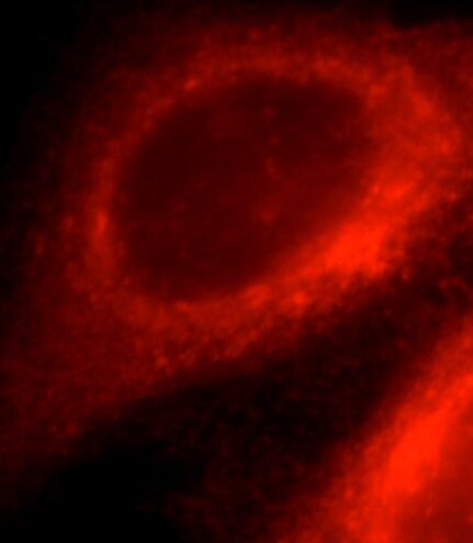 EML1 Antibody - BSA Free