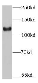 EMILIN1 Antibody - BSA Free