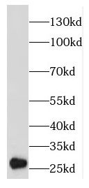 EMG1 Antibody - BSA Free