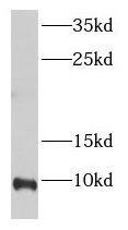ELOF1 Antibody - BSA Free