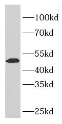 ELK4 Antibody - BSA Free