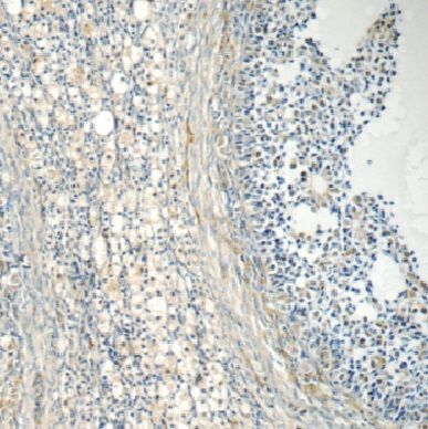 EIF2B2 Antibody - BSA Free