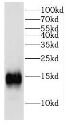 EIF1B Antibody - BSA Free