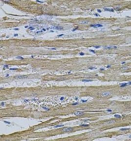 EIF1AY Antibody - BSA Free