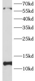 Eukaryotic translation initiation factor 1 Antibody - BSA Free