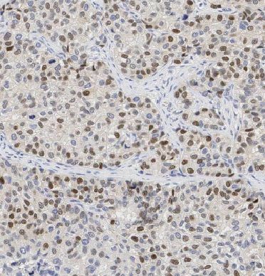 EID1 Antibody - BSA Free
