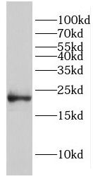 EID1 Antibody - BSA Free