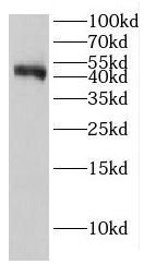 EI24 Antibody - BSA Free